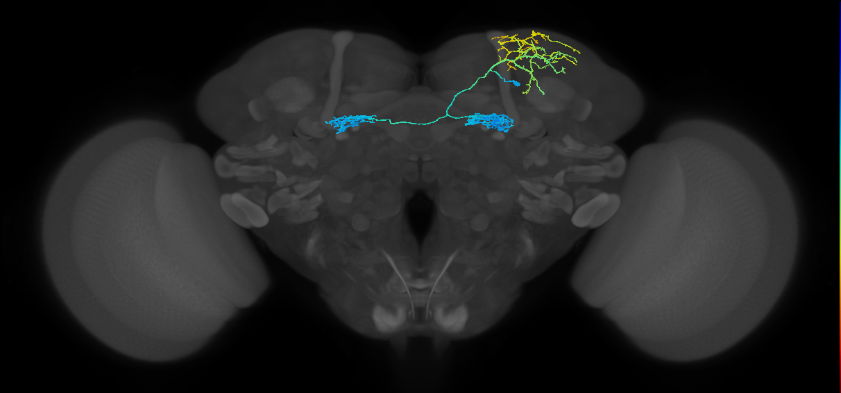 adult CREa2 lineage neuron