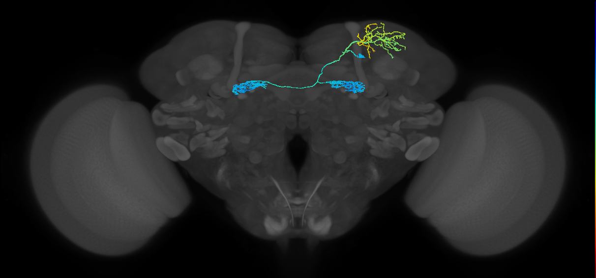 DALcm1 Notch ON hemilineage neuron