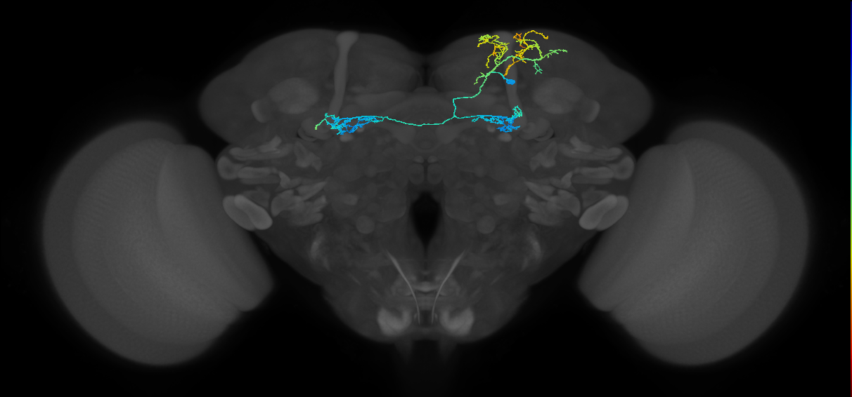 adult CREa2 lineage neuron