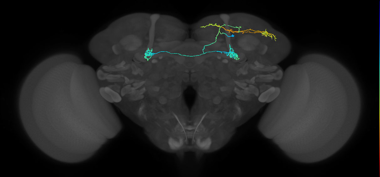 PAM11(a1)_R (MaleCNS:114661)