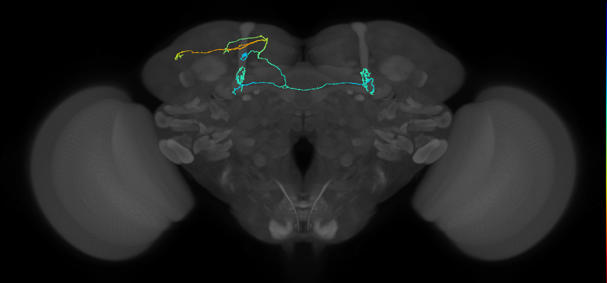 PAM11(a1)_L (MaleCNS:147857)