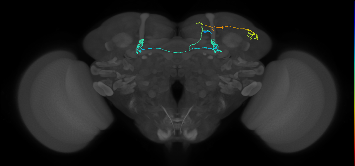 PAM11(a1)_R (MaleCNS:137539)