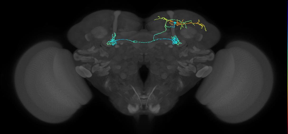 PAM11(a1)_R (MaleCNS:215931)
