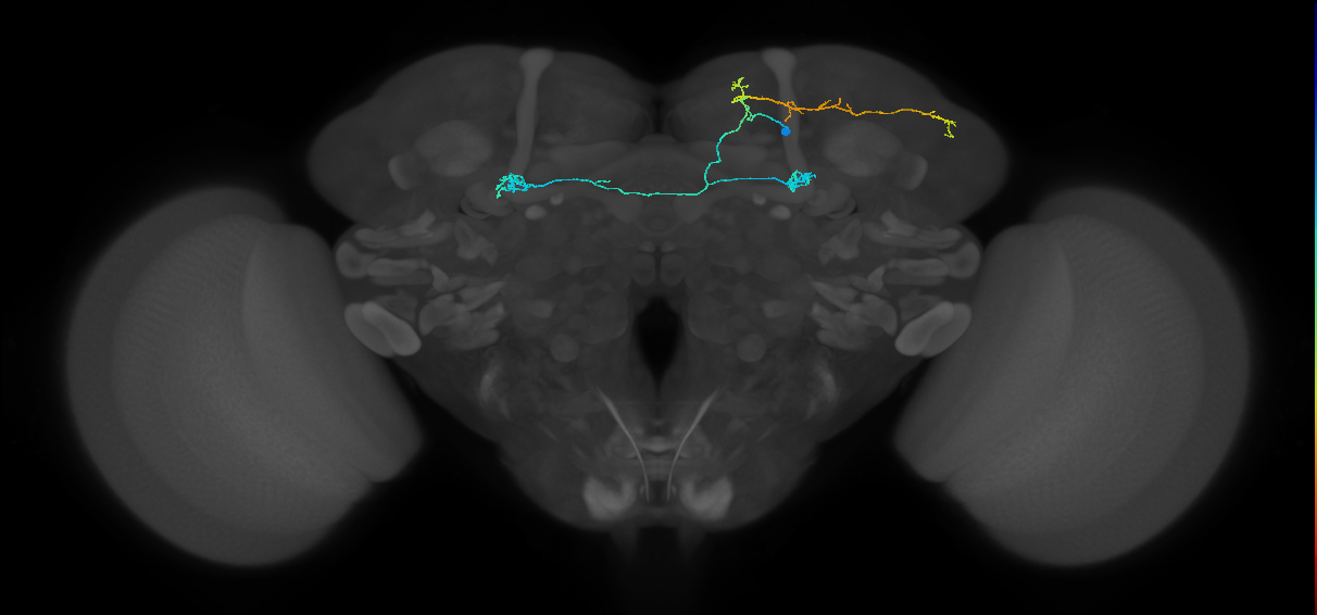 PAM11(a1)_R (MaleCNS:139706)
