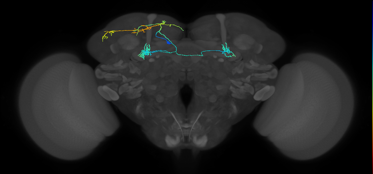 BAmd1 Notch ON hemilineage neuron