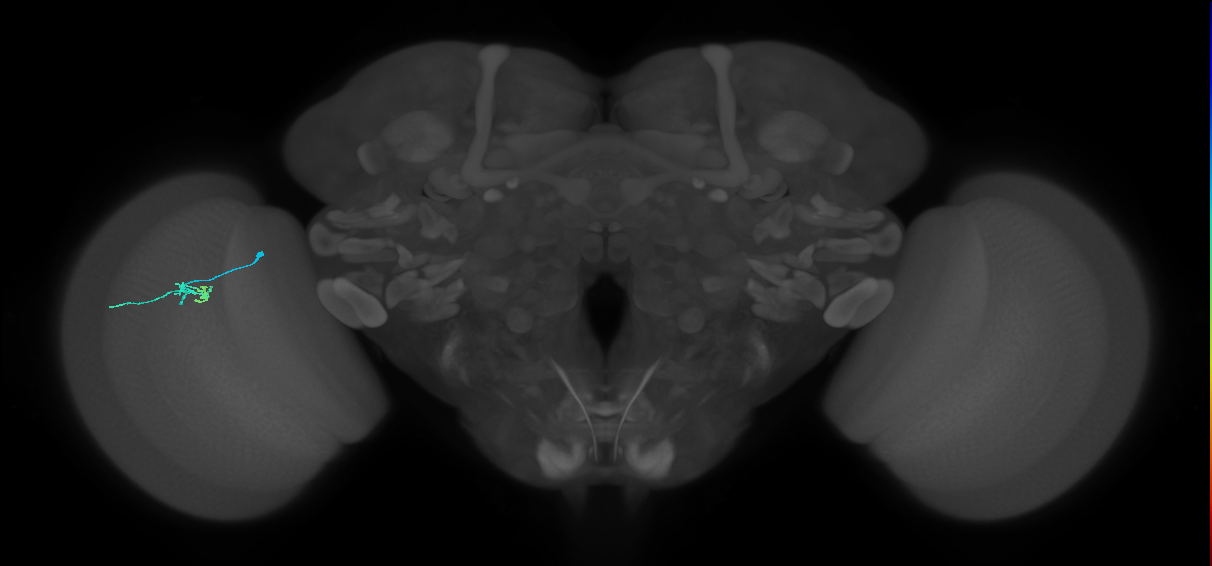male-cns