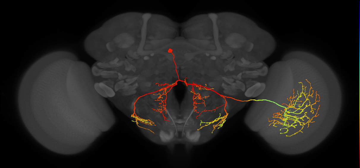MeVC26
