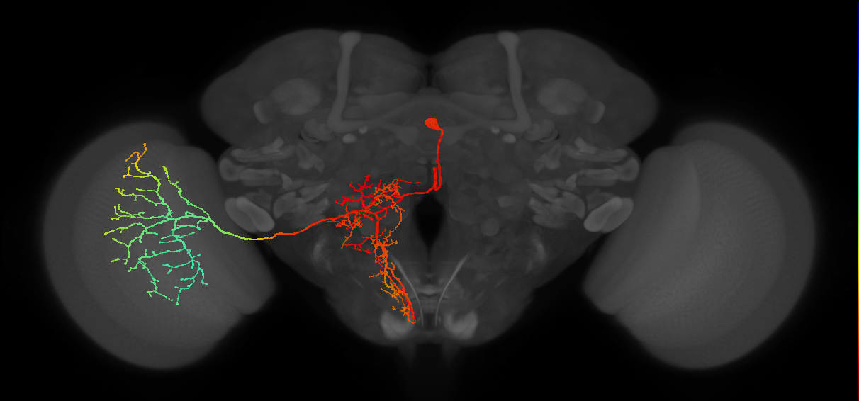 adult medulla visual centrifugal neuron MeVC5