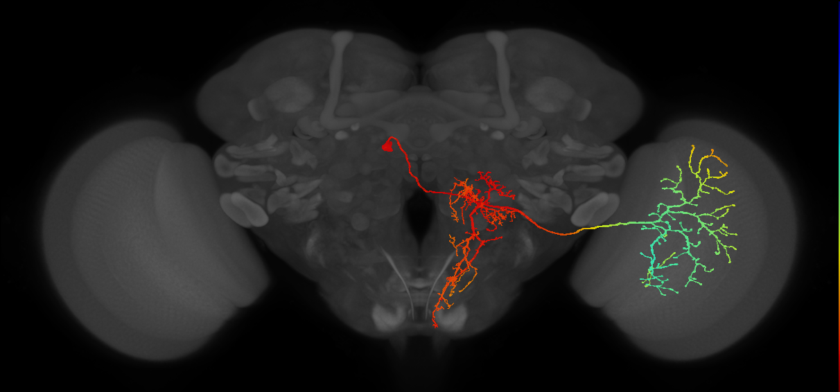 adult medulla visual centrifugal neuron MeVC5