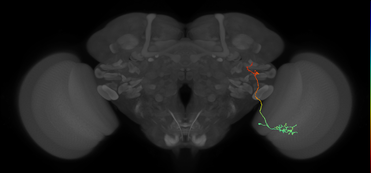 MeVP5_R (MaleCNS:75492)