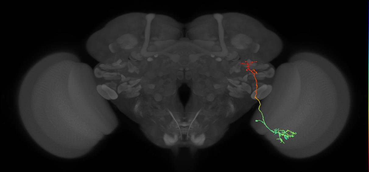 MeVP5_R (MaleCNS:52928)