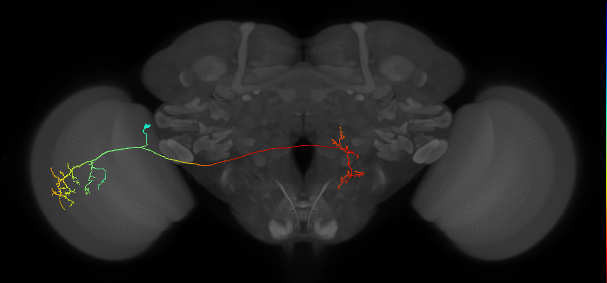 MeVP54_L (MaleCNS:35810)