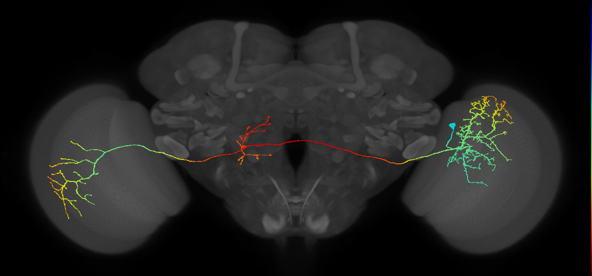 MeVPMe5_R (MaleCNS:14650)