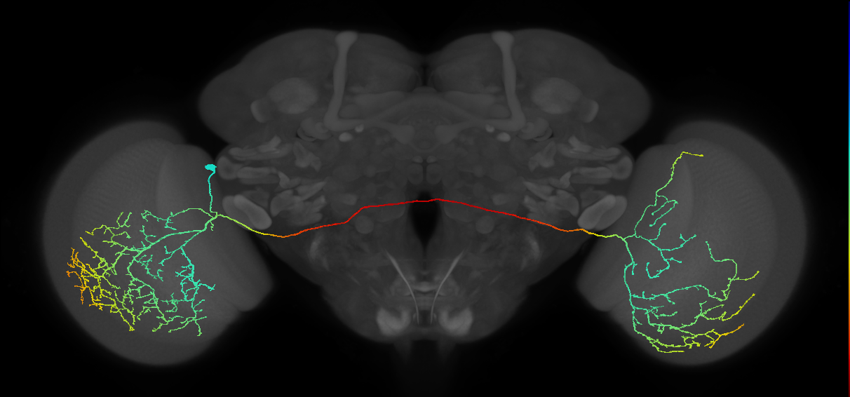 adult medulla-contralateral medulla neuron MeVPMe7