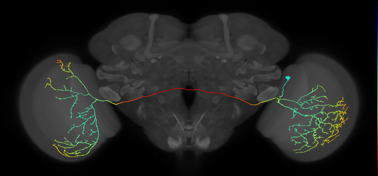 adult medulla-contralateral medulla neuron MeVPMe7