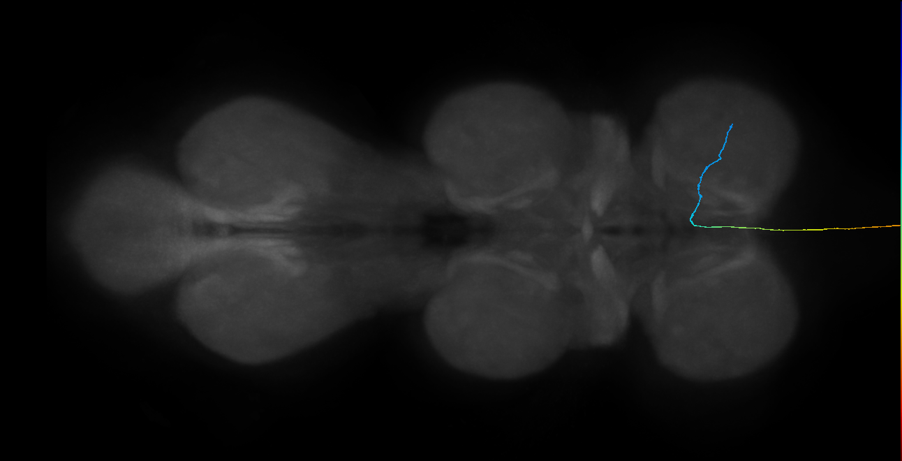 LgAG1_R (MaleCNS:108436)