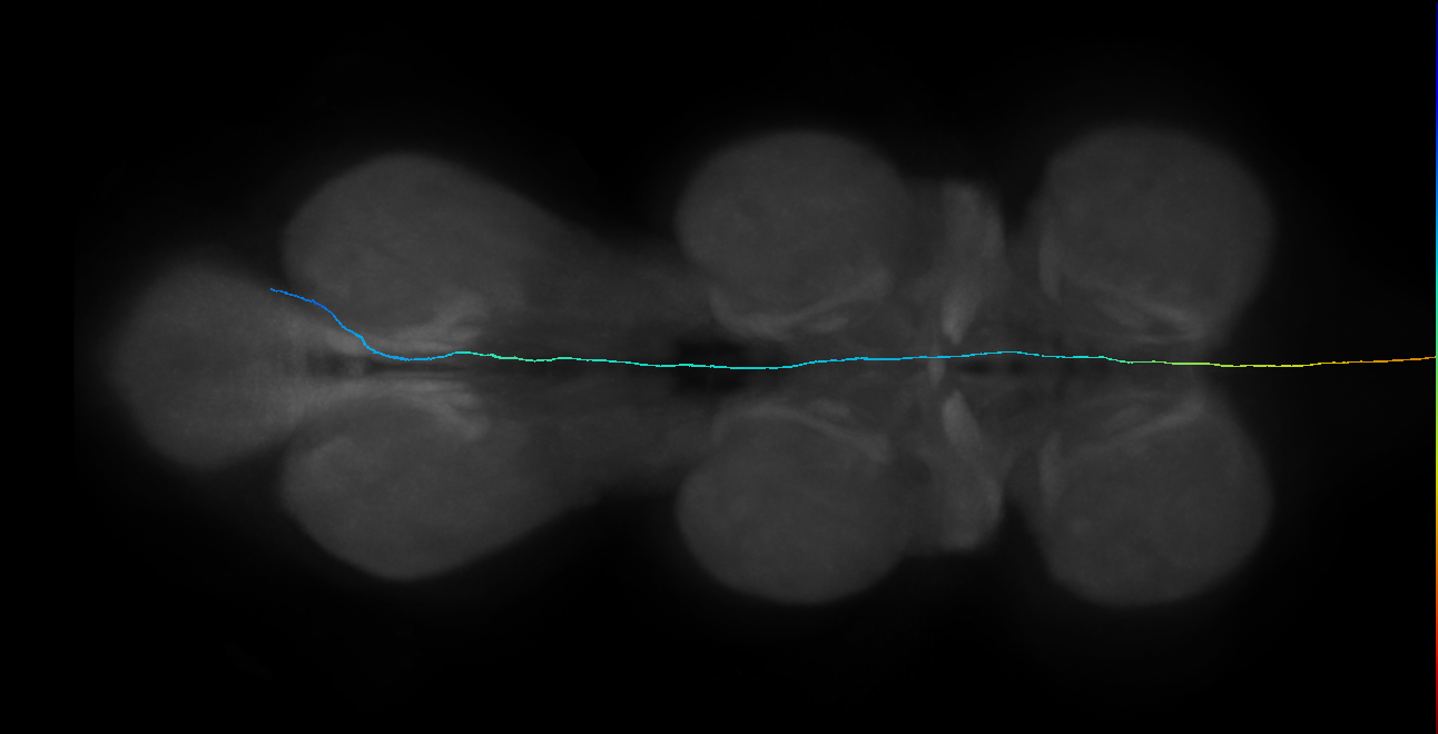 LgAG1_R (MaleCNS:110249)