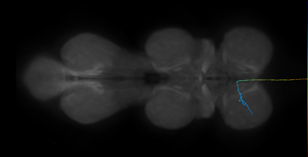 LgAG2_L (MaleCNS:87710)