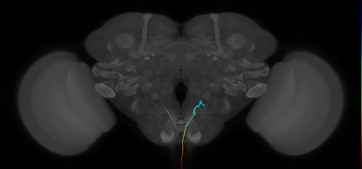 LgAG3_R (MaleCNS:114858)