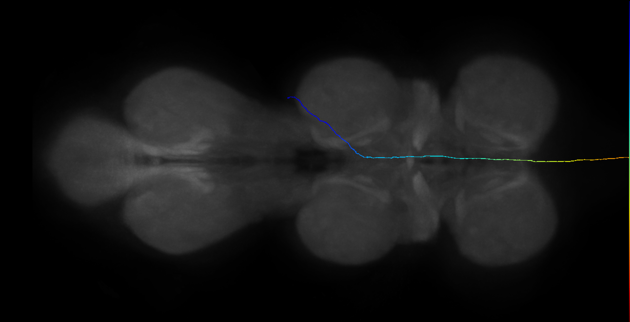 LgAG4_R (MaleCNS:107589)