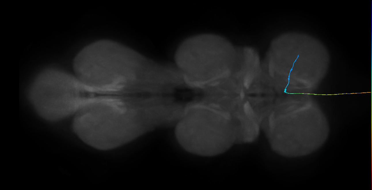 LgAG5_R (MaleCNS:60056)