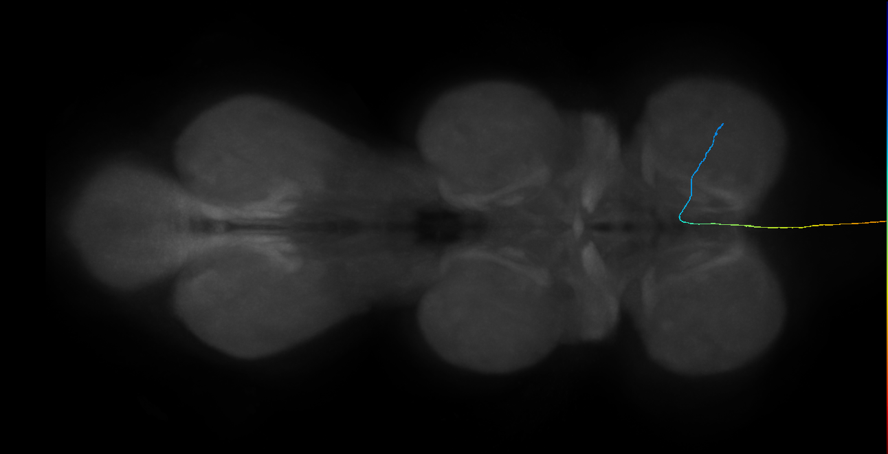 LgAG6_R (MaleCNS:60774)