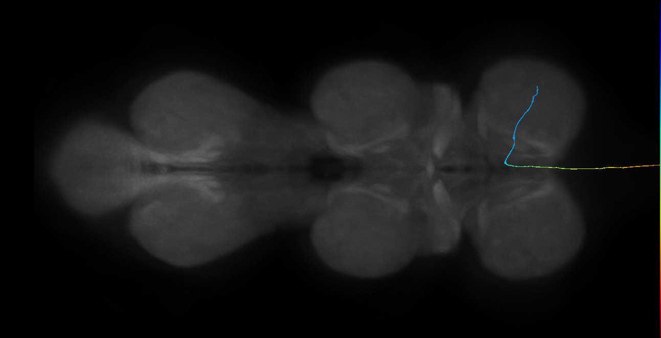 LgAG7_R (MaleCNS:73646)