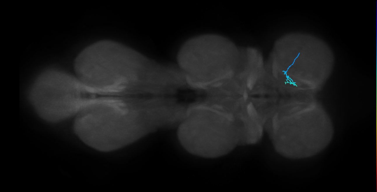 LgLG1a_R (MaleCNS:816447)