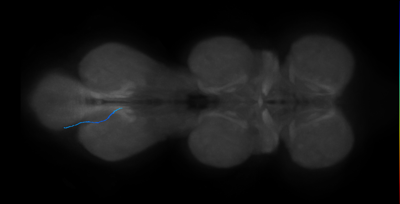 LgLG1a_L (MaleCNS:823027)