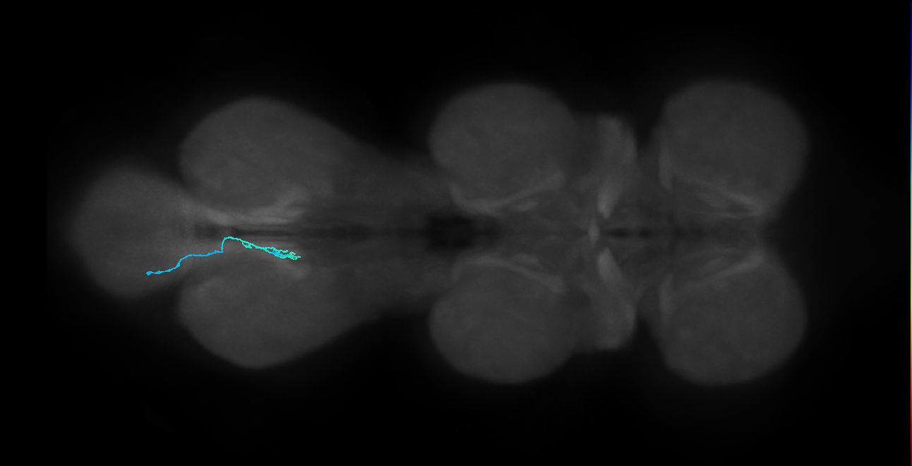 LgLG1a_L (MaleCNS:1058211932)