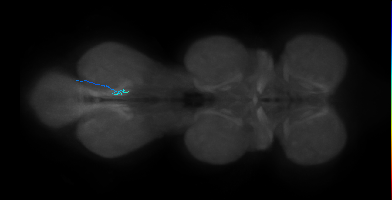 LgLG1a_R (MaleCNS:810971)