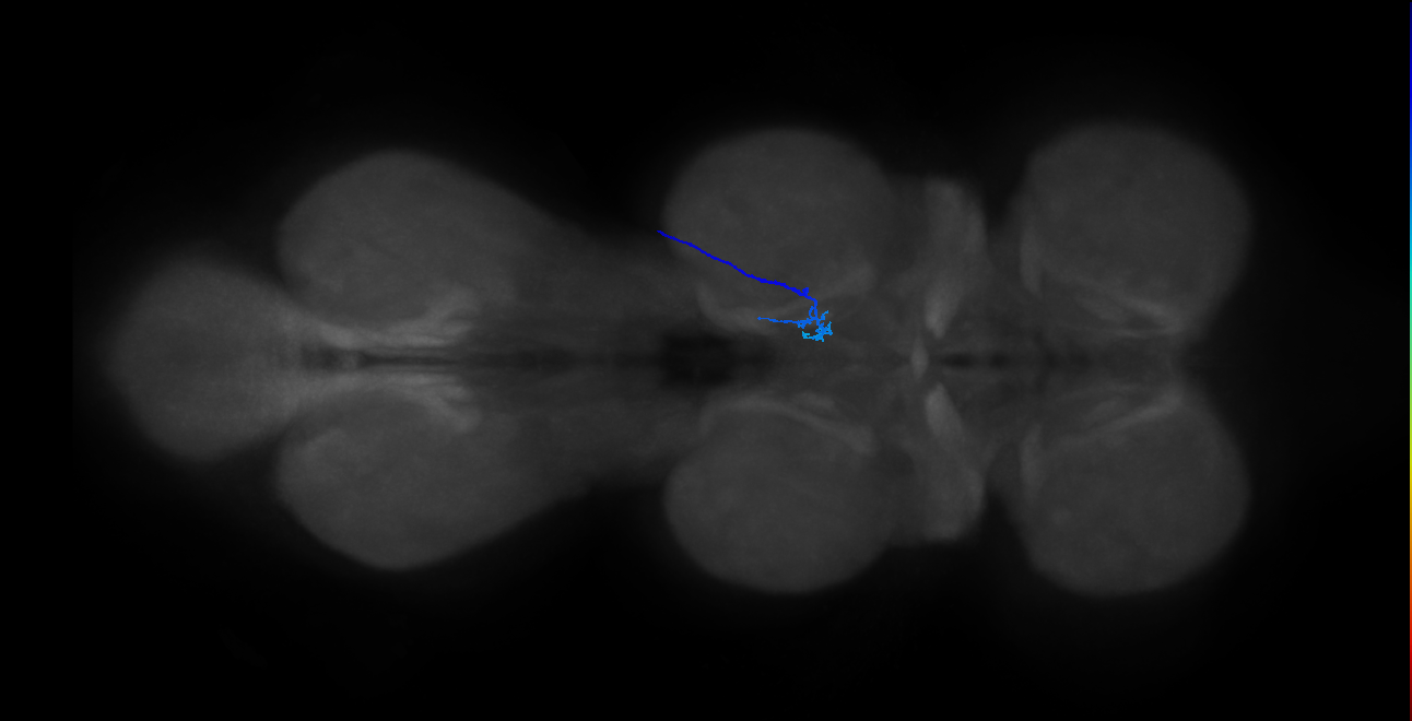 LgLG1a_R (MaleCNS:806784)