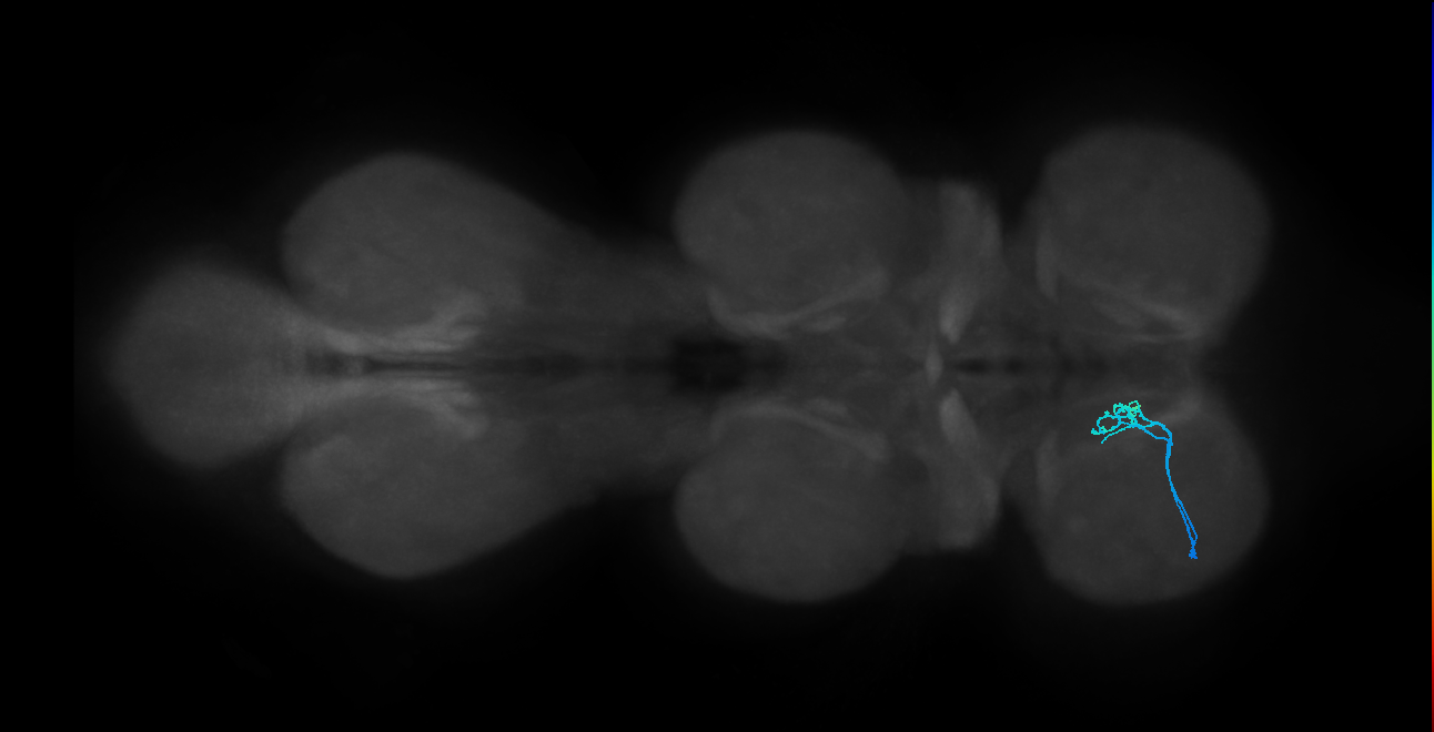 LgLG1a_L (MaleCNS:808524)