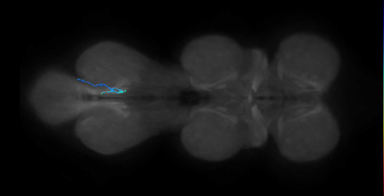 LgLG1a_R (MaleCNS:810380)