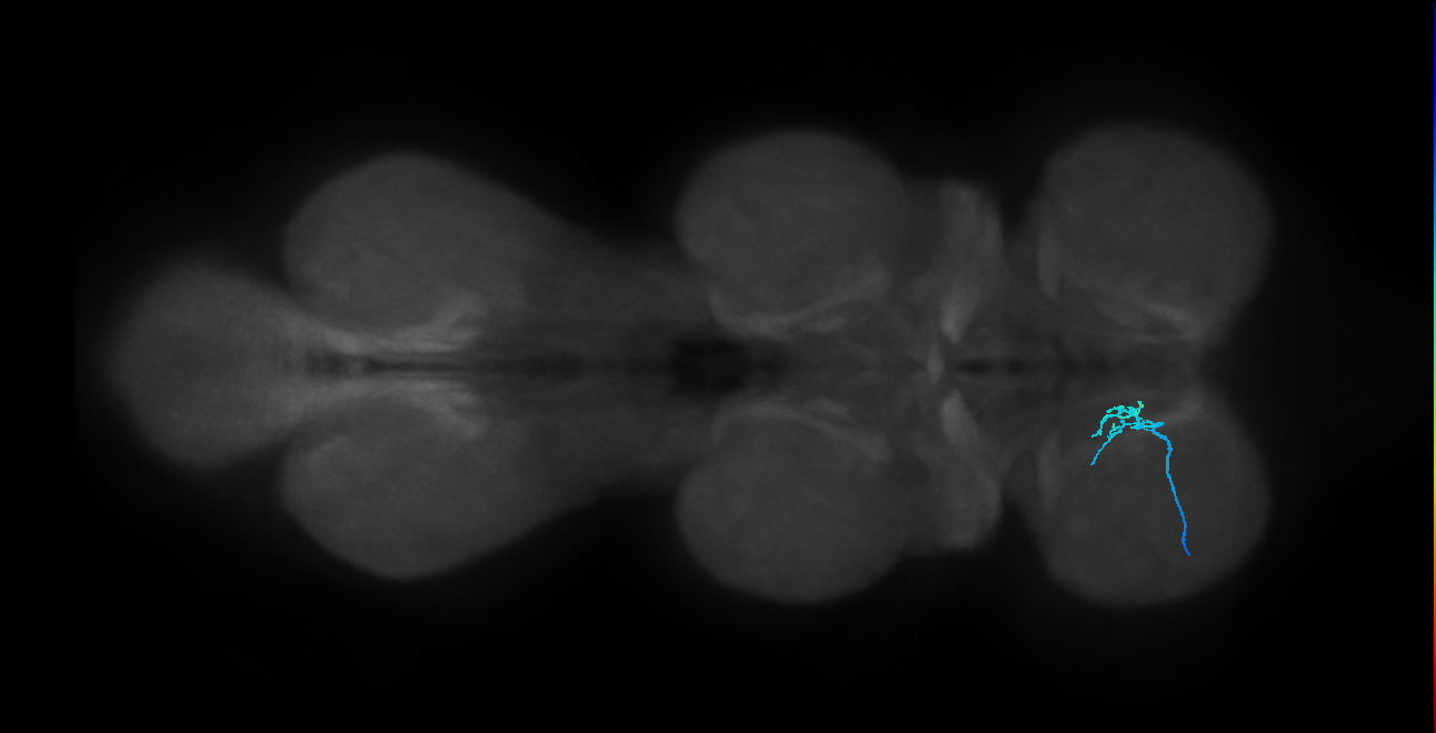 LgLG1a_L (MaleCNS:807958)
