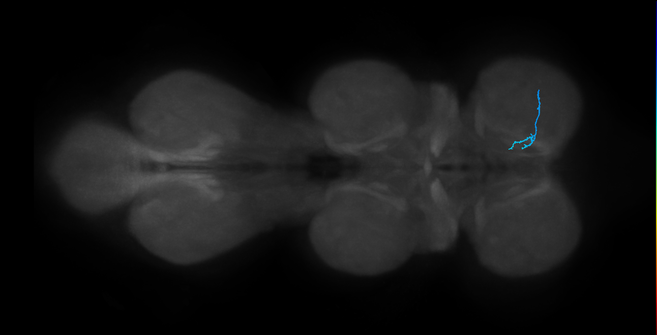 LgLG1a_R (MaleCNS:907867)