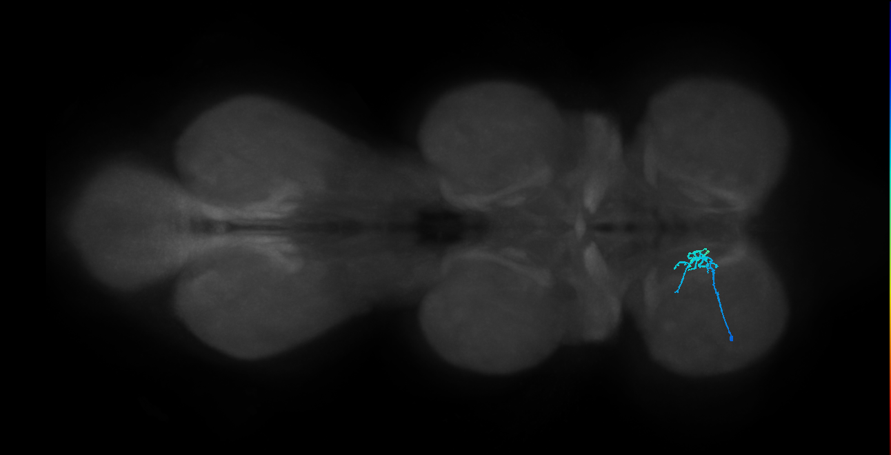 LgLG1a_L (MaleCNS:808369)