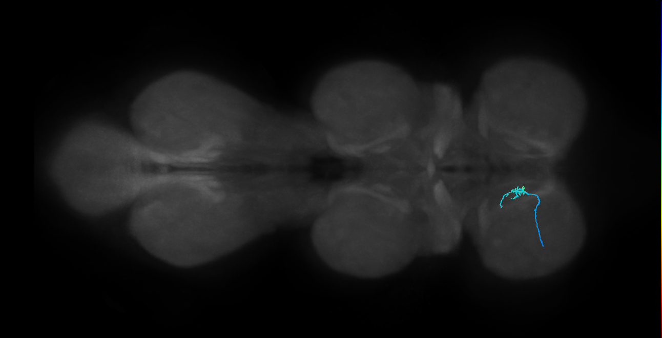 LgLG1a_L (MaleCNS:815110)