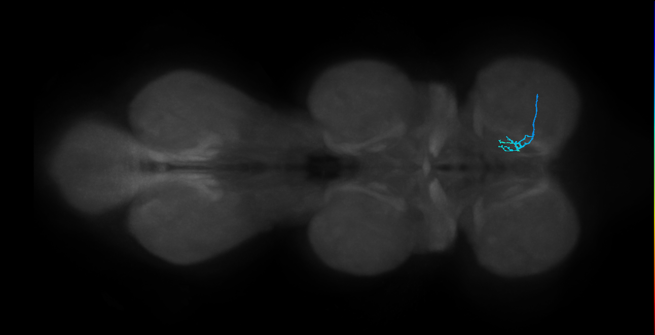 LgLG1b_R (MaleCNS:814026)
