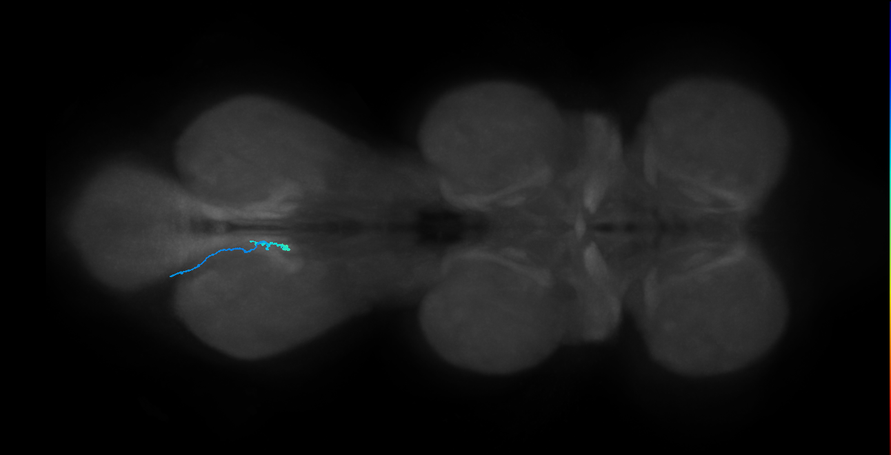 LgLG1b_L (MaleCNS:816604)