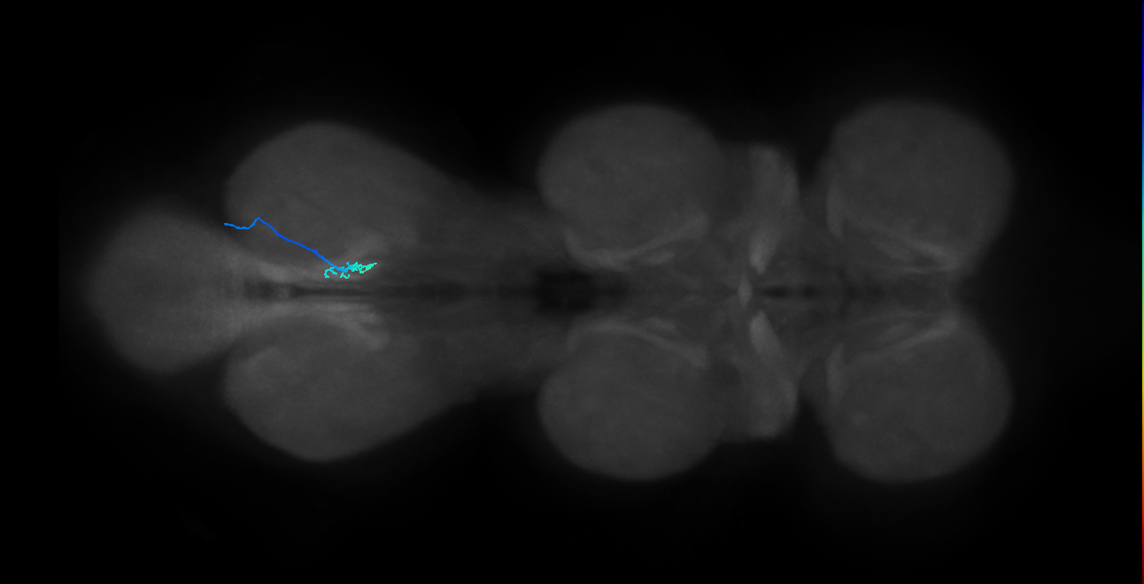 LgLG1b_R (MaleCNS:808700)