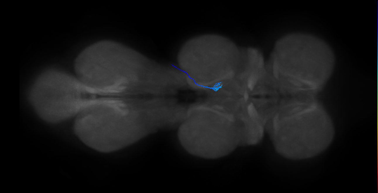LgLG1b_R (MaleCNS:809364)