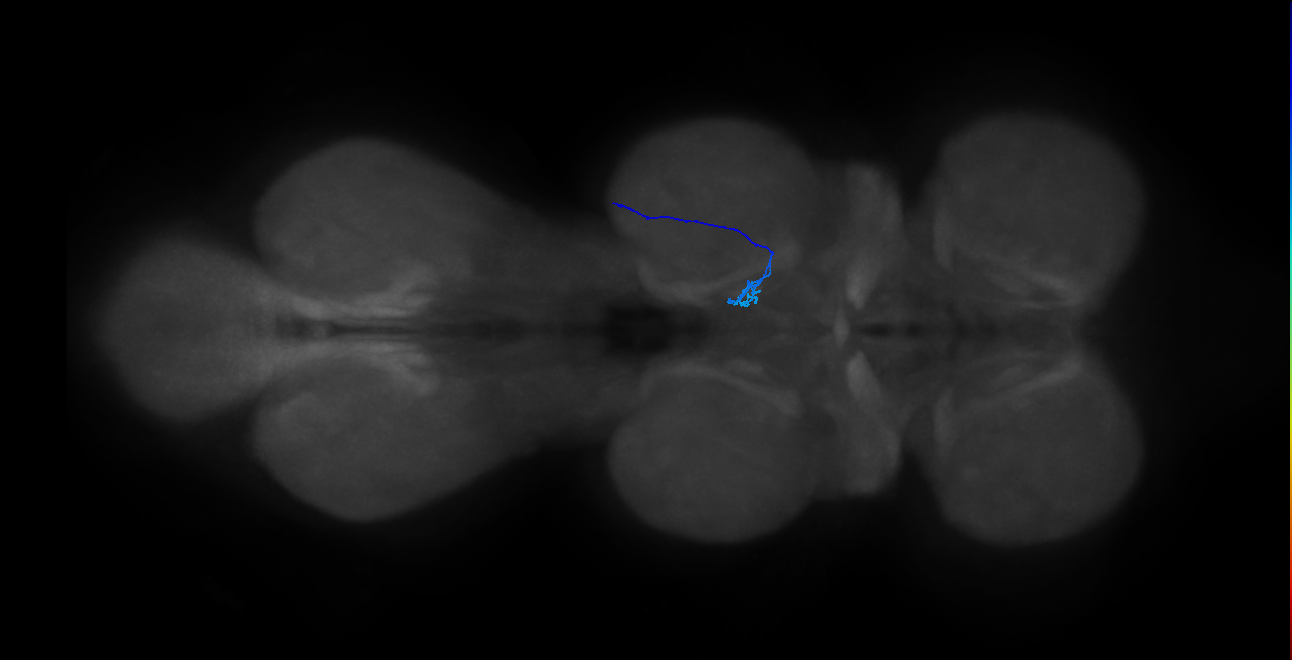 LgLG1b_R (MaleCNS:815578)