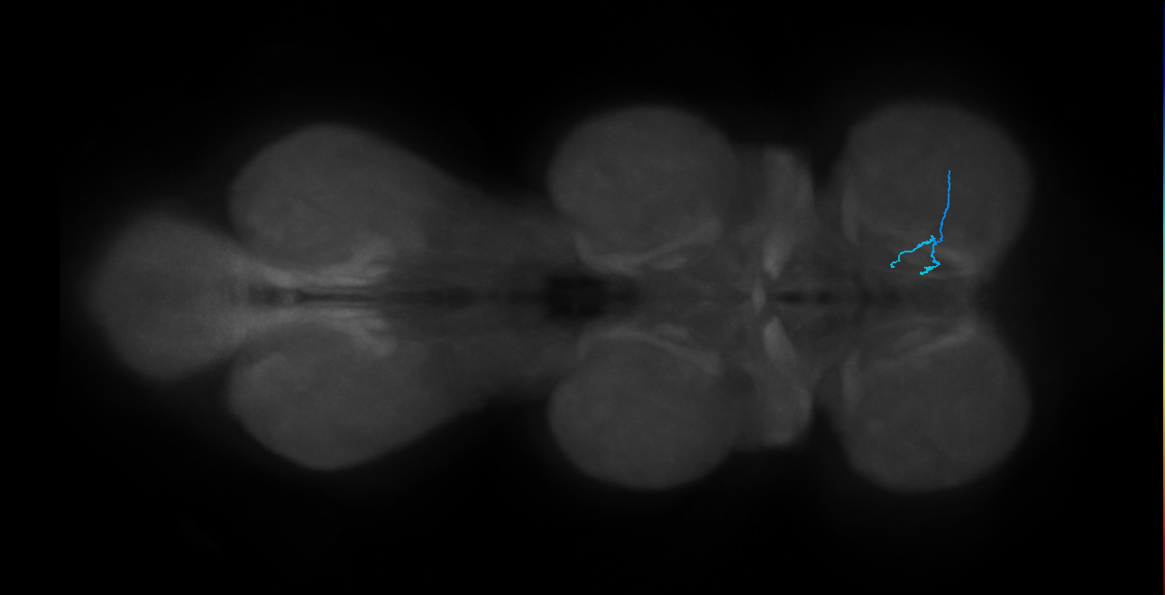 LgLG2_R (MaleCNS:817428)