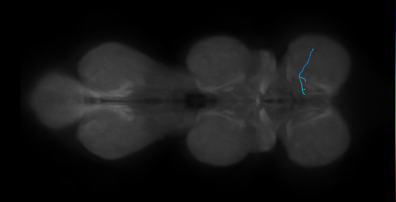 LgLG2_R (MaleCNS:863213)