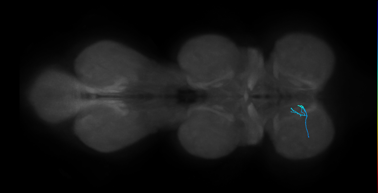 LgLG2_L (MaleCNS:816083)