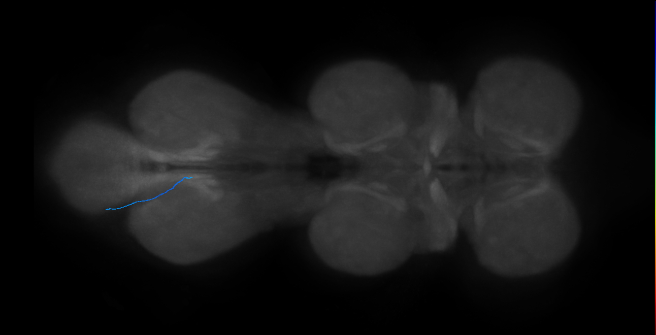 LgLG2_L (MaleCNS:846026)