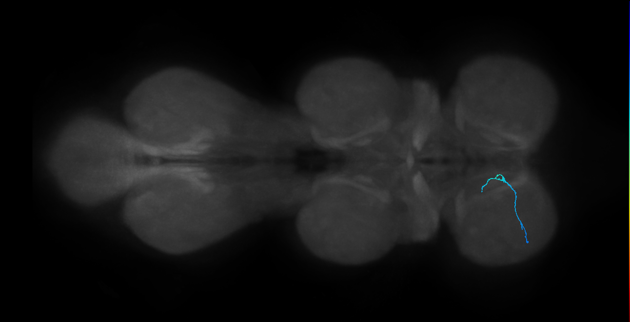LgLG2_L (MaleCNS:914989)
