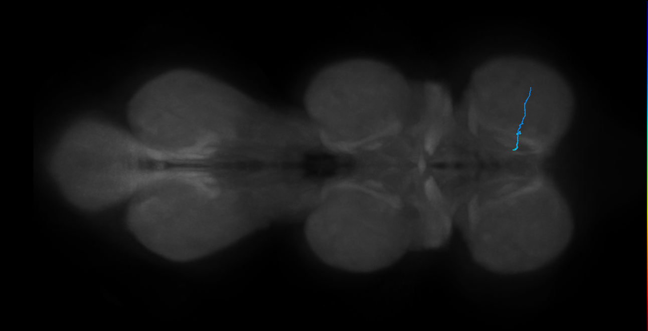 leg taste bristle chemosensory neuron