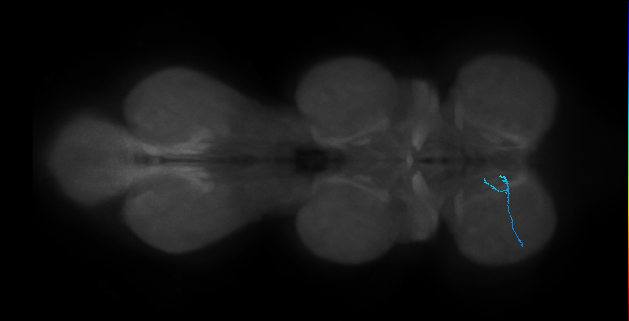 LgLG2_L (MaleCNS:824710)